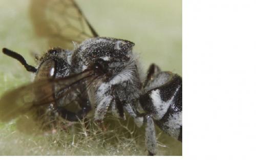 Réf. 243 161 : Coelioxys afra